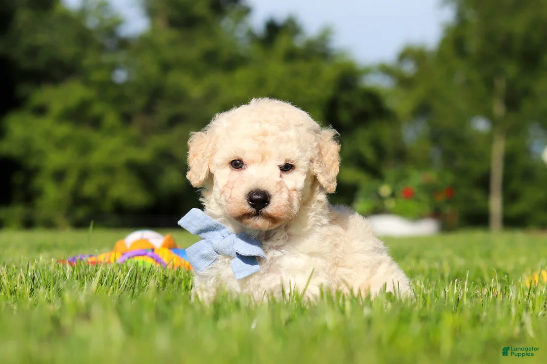 Bichpoo dogs for sale: Ollie - Ad 2