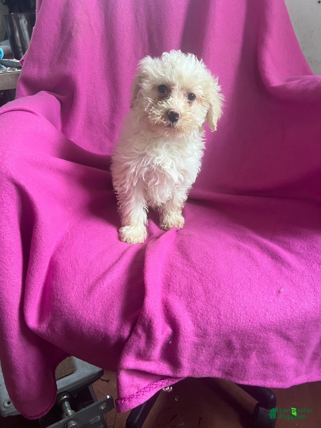 Toy Poodle dogs for sale: Kloie - Ad 3