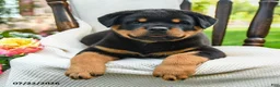 Rottweiler dogs for sale: Tank - Ad 4
