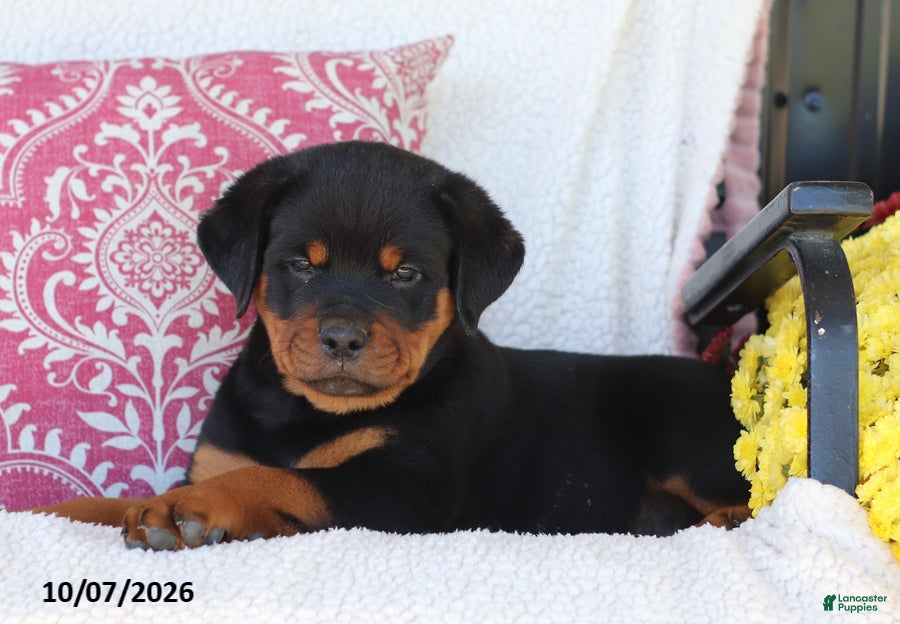 Rottweiler dogs Jojo - Ad 2