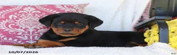 Rottweiler dogs for sale: Jojo - Ad 2