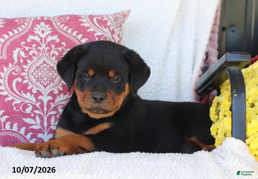 Rottweiler dogs for sale: Jojo - Ad 2
