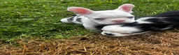 French Bulldog dogs for sale: French Bulldog 2 - Ad 5