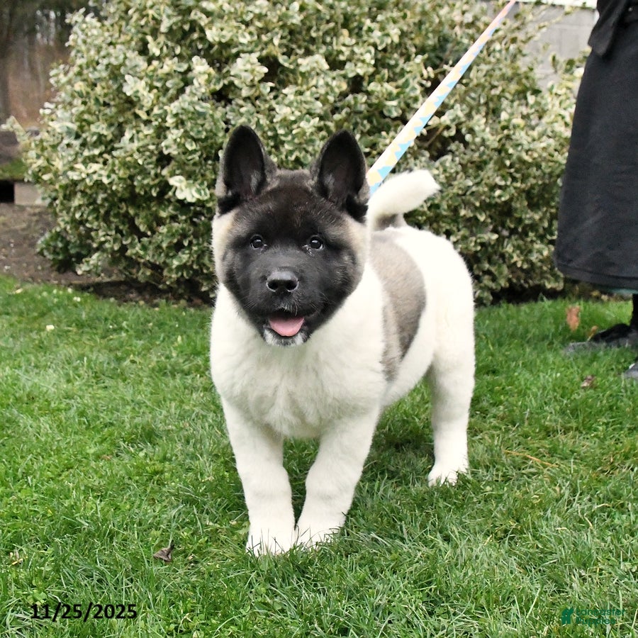 Akita dogs Chase - Ad 1