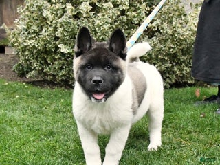 Akita dogs Chase - Ad 1