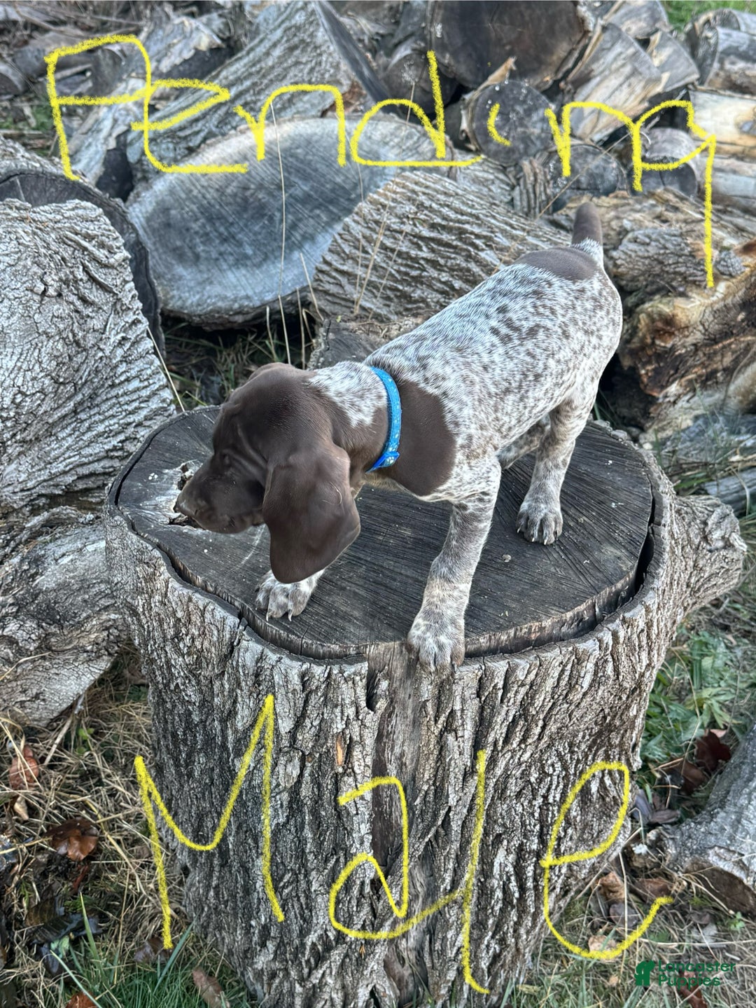 German Shorthaired Pointer dogs for sale: German Shorthaired Pointer Puppy 6 - Ad 3