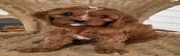 Cavapoo dogs for sale: KOREE - Ad 4
