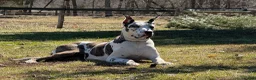 Great Dane dogs for sale: Male pup - Ad 4