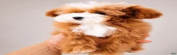 Toy Poodle dogs for stud: Tigger - Ad 4