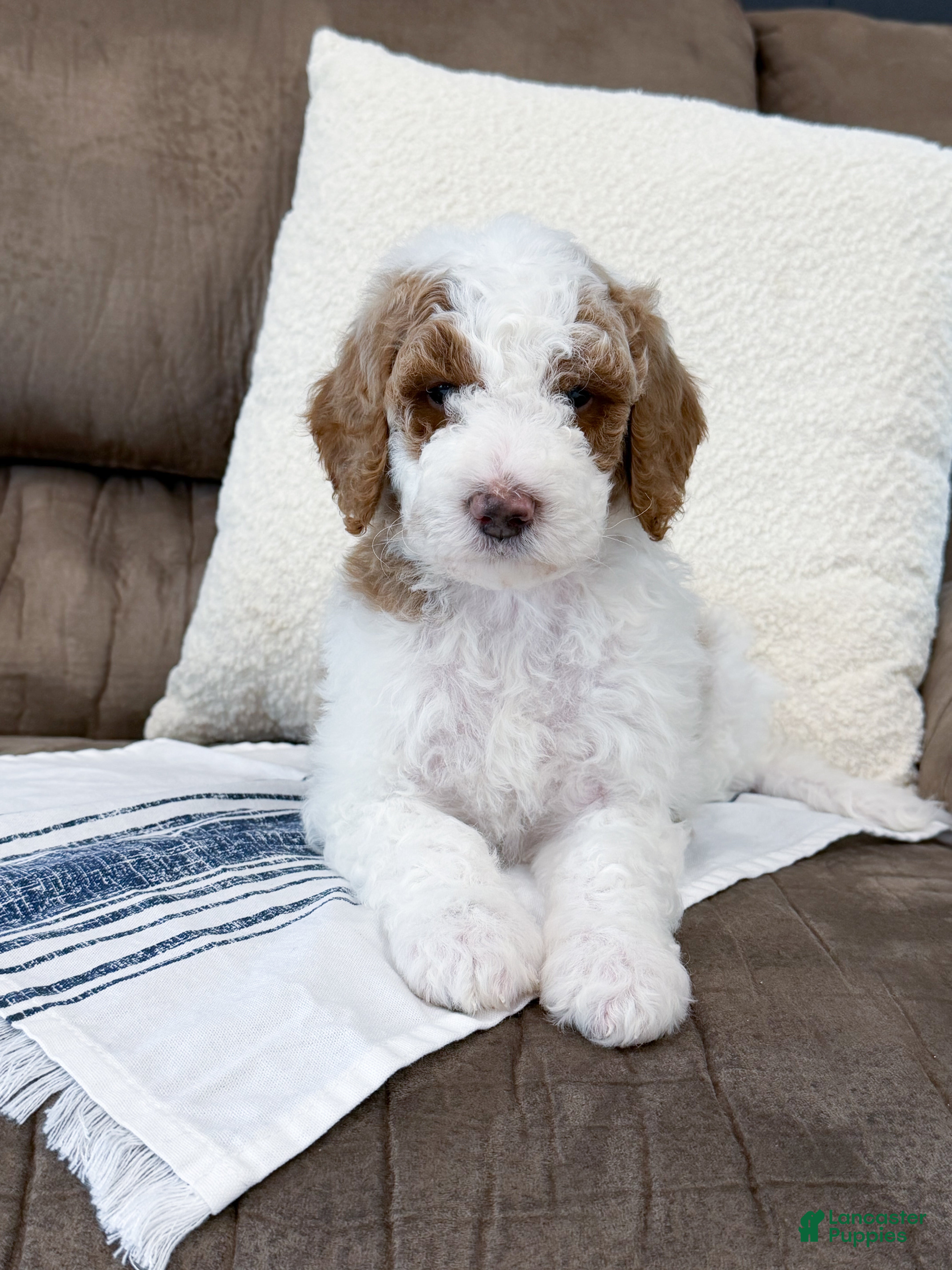 Goldendoodle dogs Nash - Ad 1