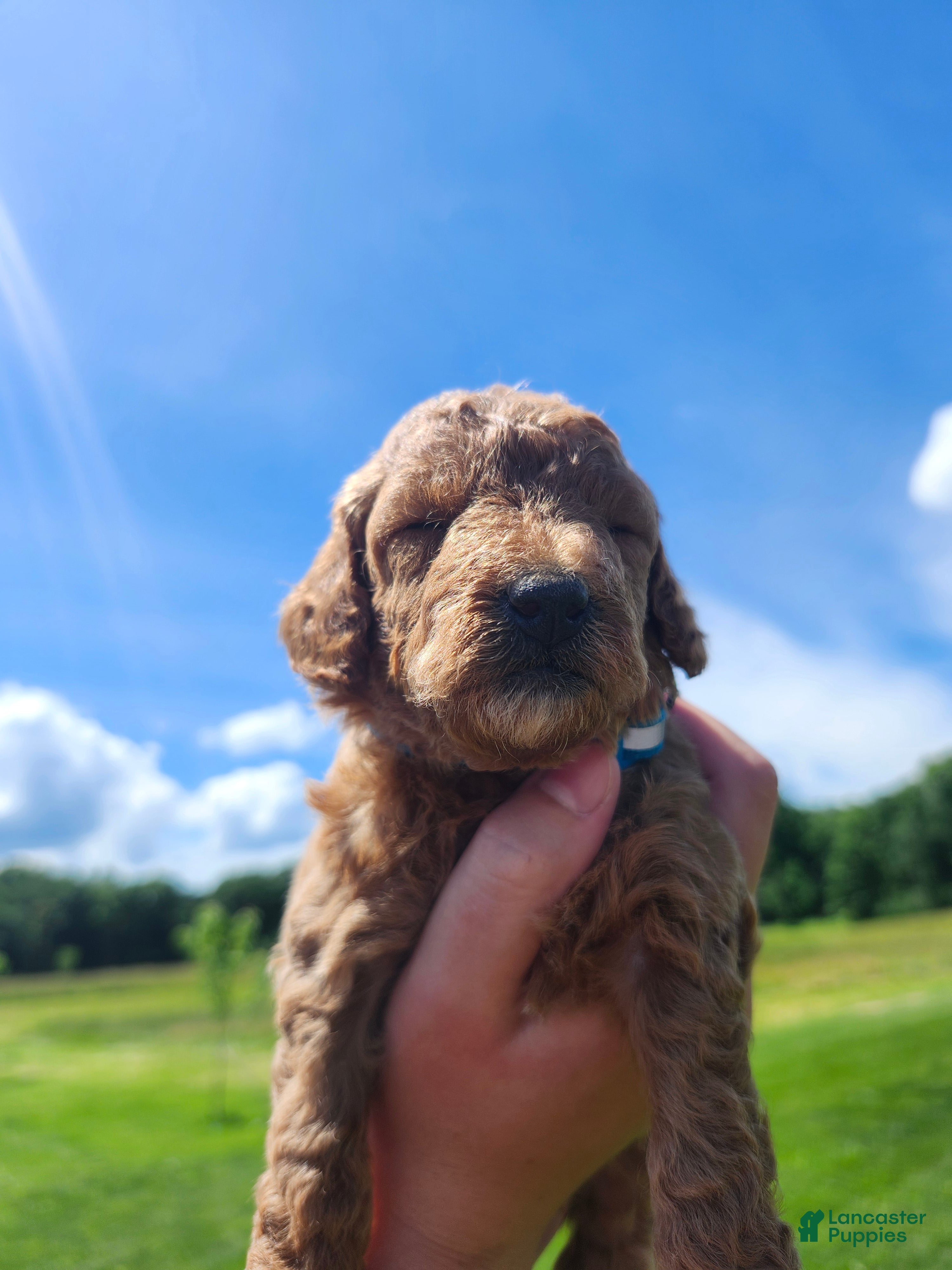 Standard Poodle dogs Sky - Ad 2