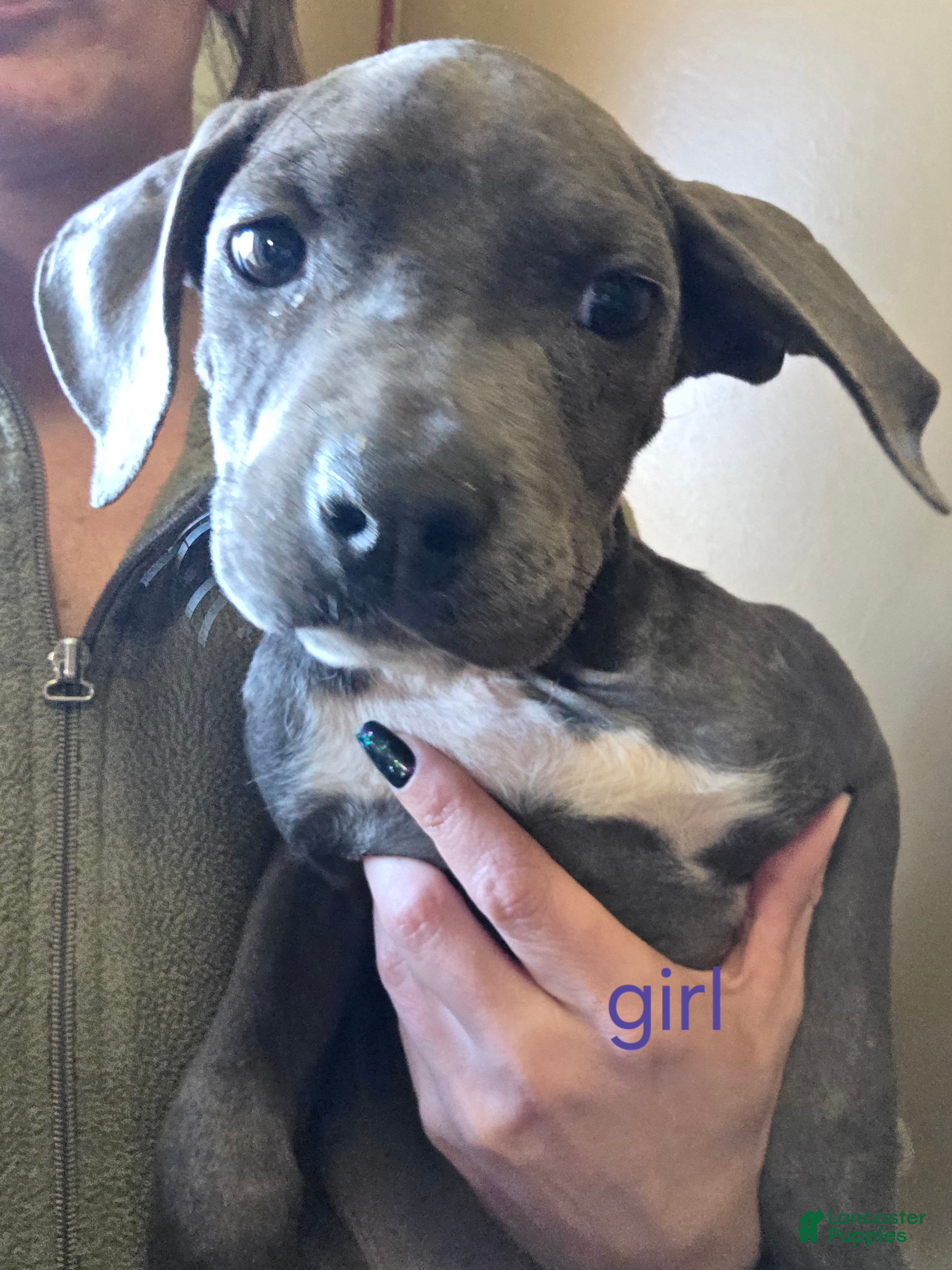 Mixed Breed dogs Missy - Ad 31