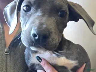 Mixed Breed dogs Missy - Ad 17