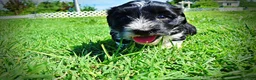 Havapoo dogs for sale: Havapoo Puppy 3 - Ad 10