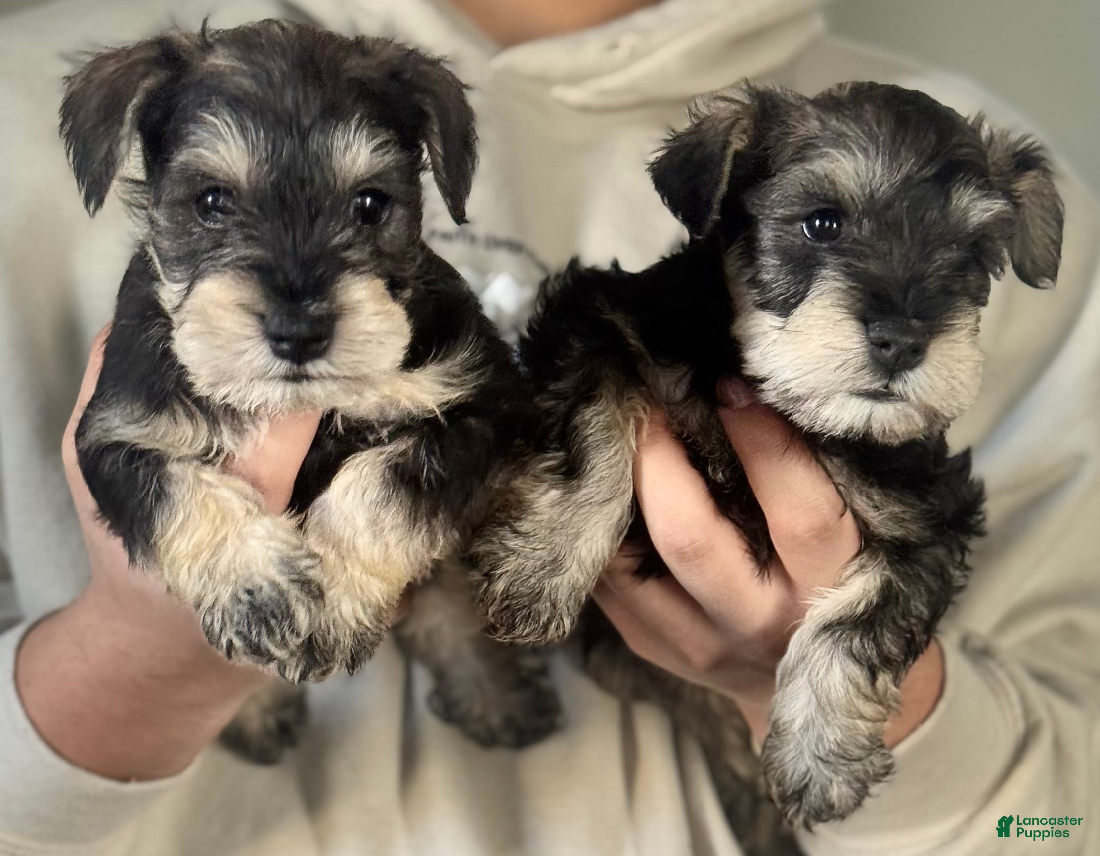 Miniature Schnauzer dogs Miniature Schnauzer Puppy 1 - Ad 28