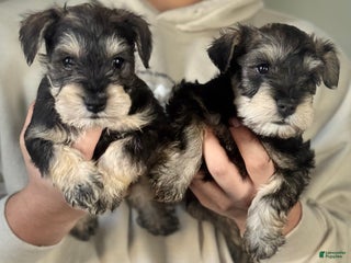 Miniature Schnauzer dogs Miniature Schnauzer Puppy 1 - Ad 7