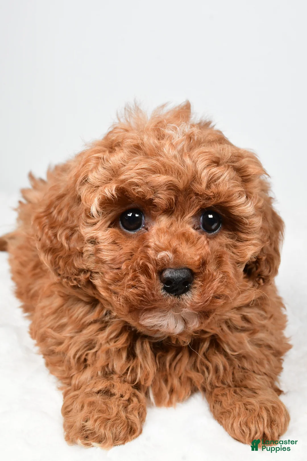 Cavapoo dogs for sale: Rosa - Ad 3