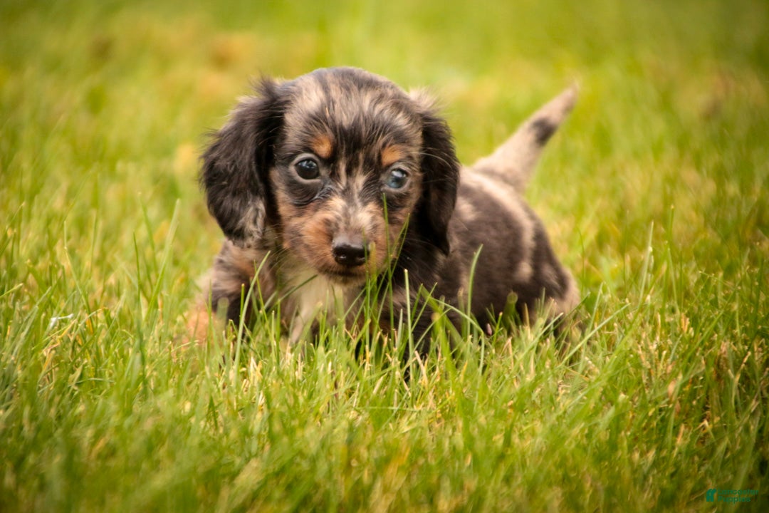 Miniature Dachshund dogs Dustin Miniature Dachshund  - Ad 2