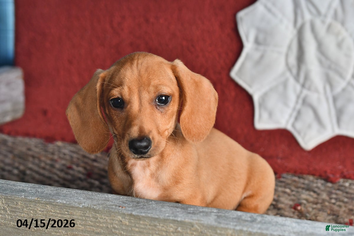 Miniature Dachshund dogs Frisky - Ad 2