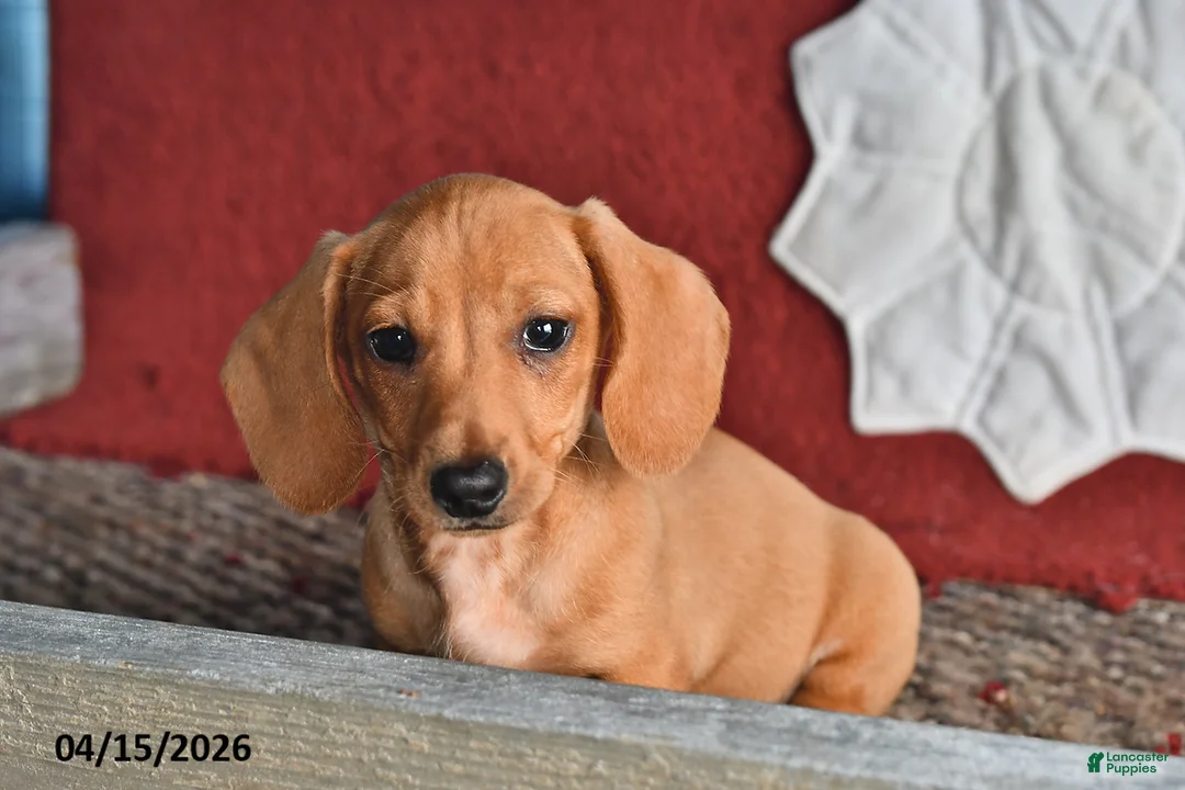 Miniature Dachshund dogs for sale: Frisky - Ad 2