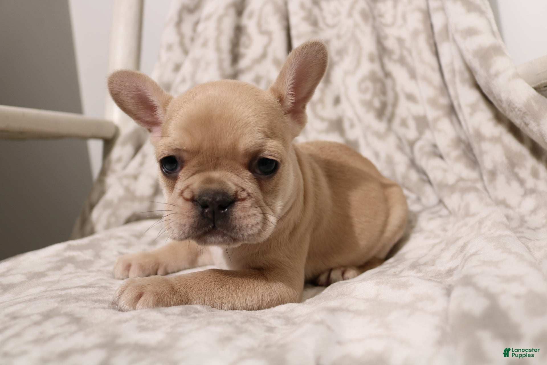 French Bulldog dogs for sale: Luna - Ad 1