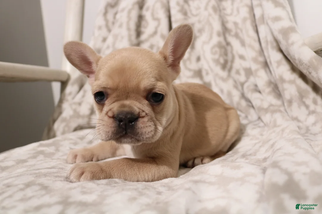 French Bulldog dogs for sale: Luna - Ad 1