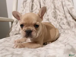 French Bulldog dogs for sale: Luna - Ad 1