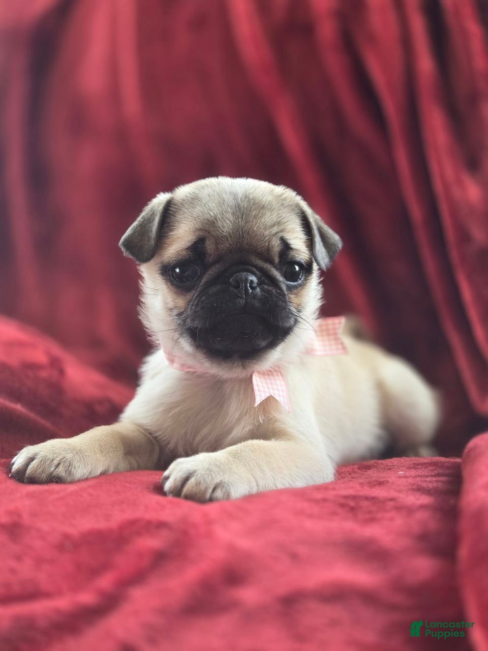 Pug dogs  valentine 💓 - Ad 1