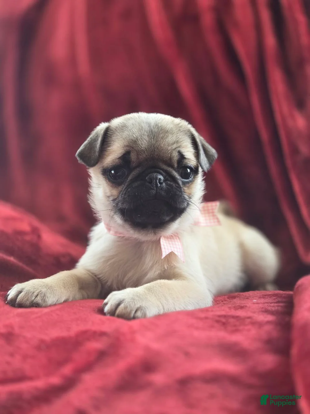 Pug dogs for sale:  valentine 💓 - Ad 1