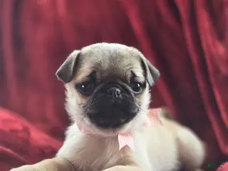 Pug dogs valentine 💓 - Ad 3