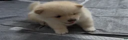 Mixed Breed dogs for sale: Atsushi - Ad 9