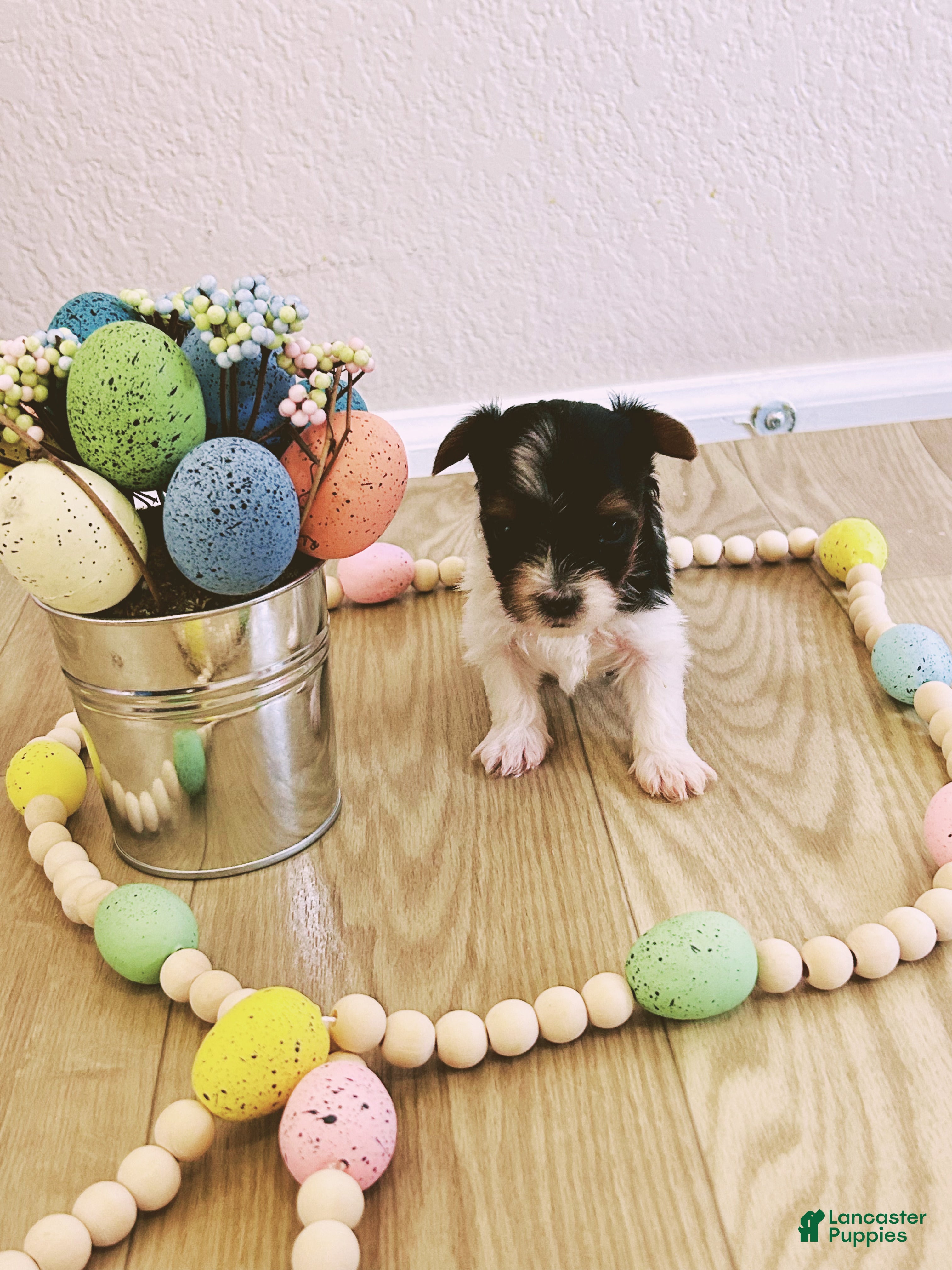 Biewer Terrier dogs Biewer Terrier Puppy 2 - Ad 1