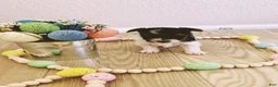 Biewer Terrier dogs for sale: Biewer Terrier Puppy 2 - Ad 2