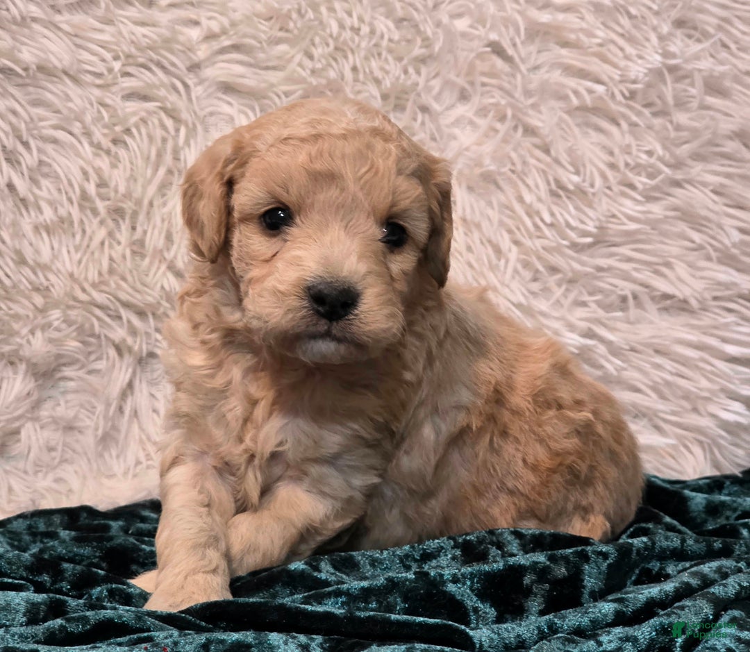 Mini Goldendoodle dogs for sale: Holly - Ad 5