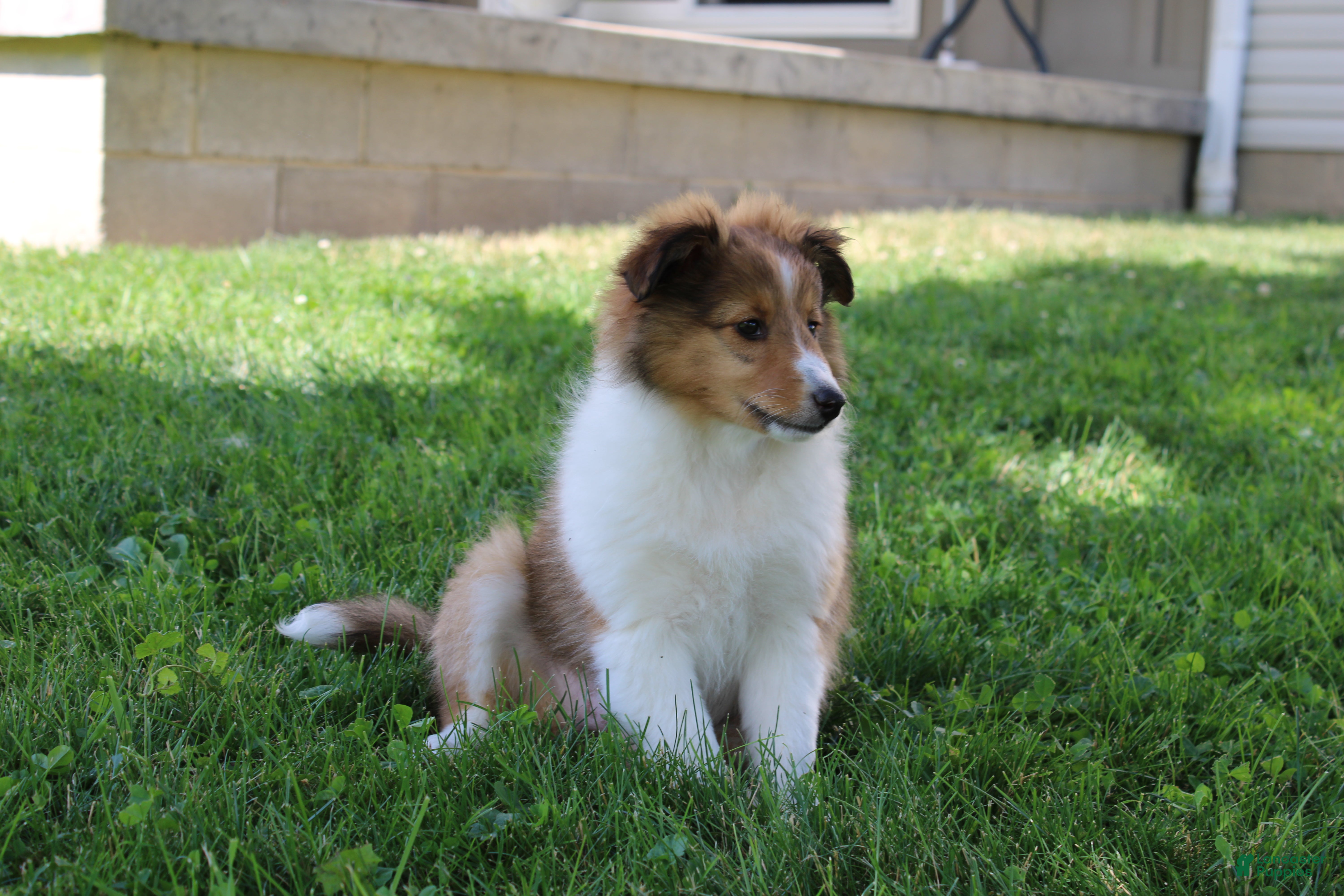 Shetland Sheepdog dogs Blossom Shetland Sheepdog  - Ad 1