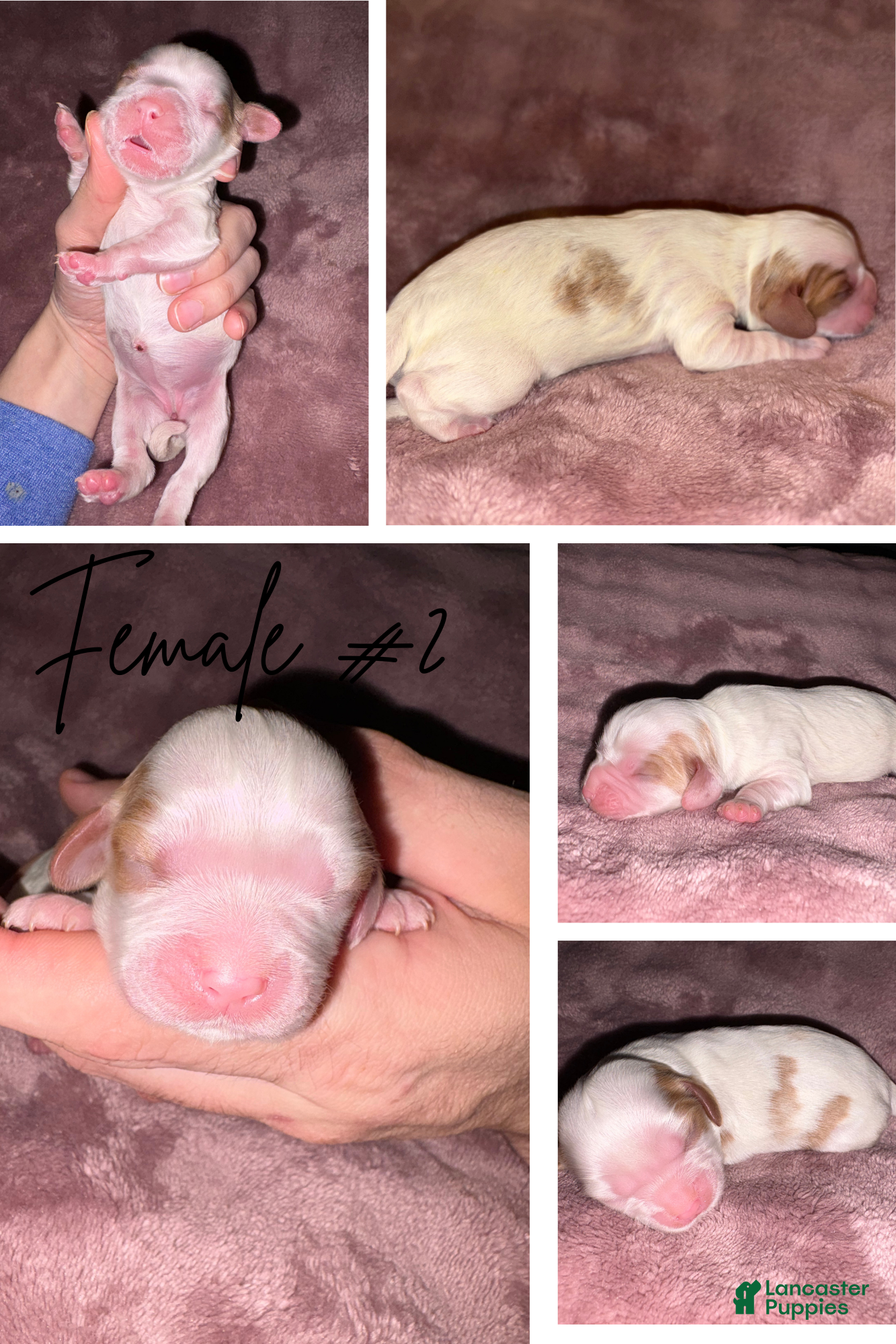 Cavalier King Charles Spaniel dogs Cavalier King Charles Spaniel Puppy 4 - Ad 38