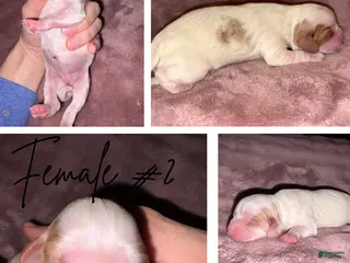 Cavalier King Charles Spaniel dogs Cavalier King Charles Spaniel Puppy 4 - Ad 41