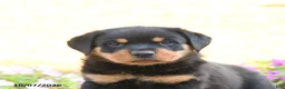 Doberman Pinscher dogs for sale: Brody - Ad 5