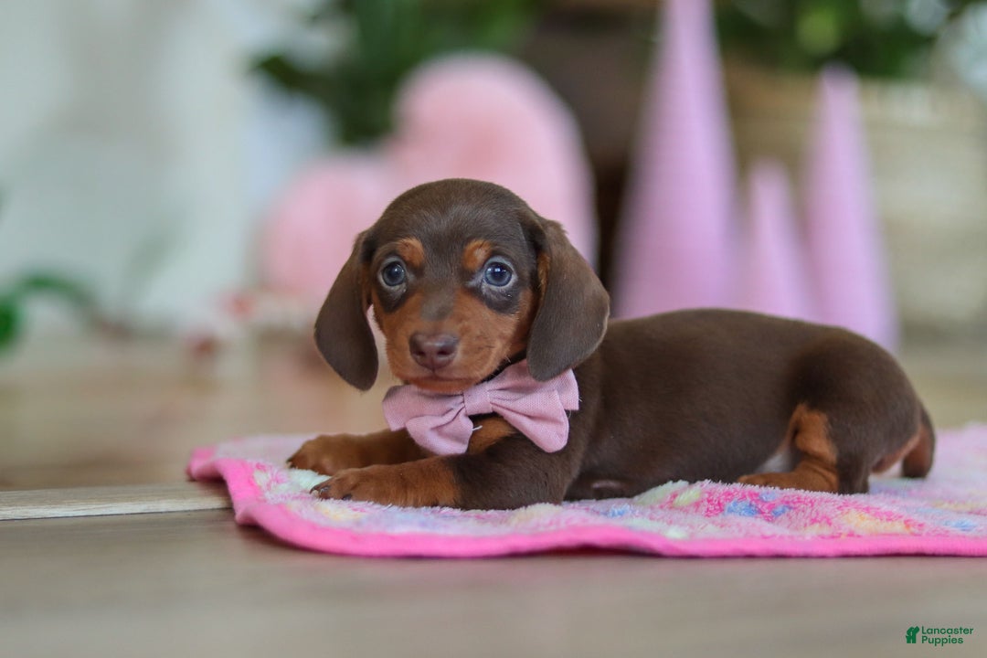 Miniature Dachshund dogs for sale: Chloe - Ad 4