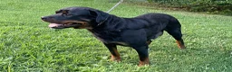 Rottweiler dogs for sale: Miss White  - Ad 4