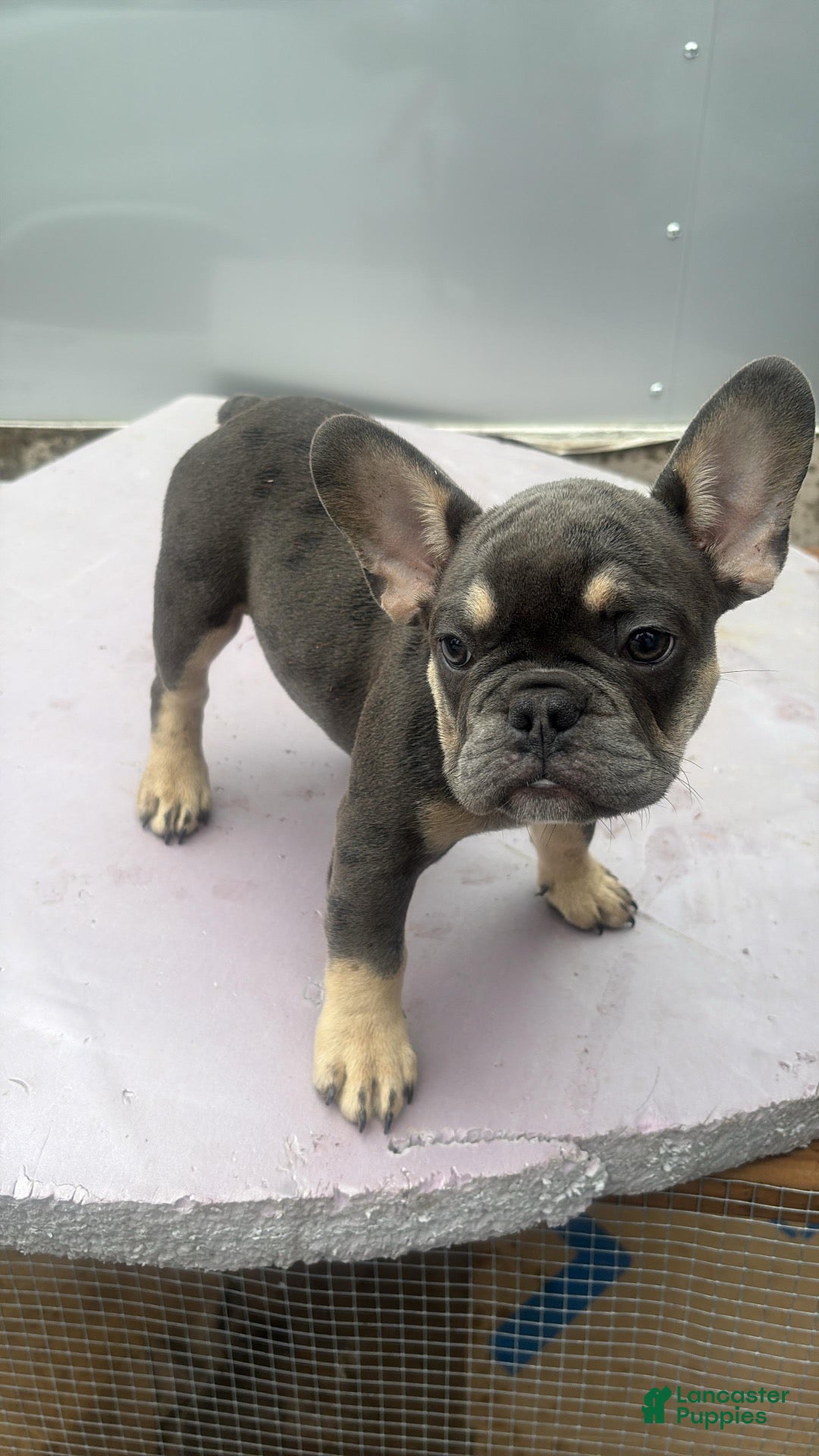 French Bulldog dogs French Bulldog 4 - Ad 23