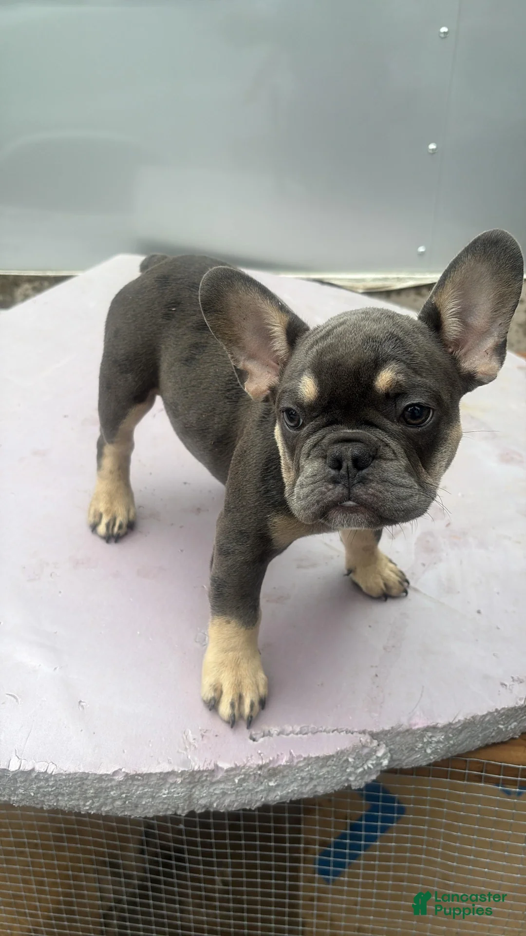 French Bulldog dogs for sale: French Bulldog 4 - Ad 1