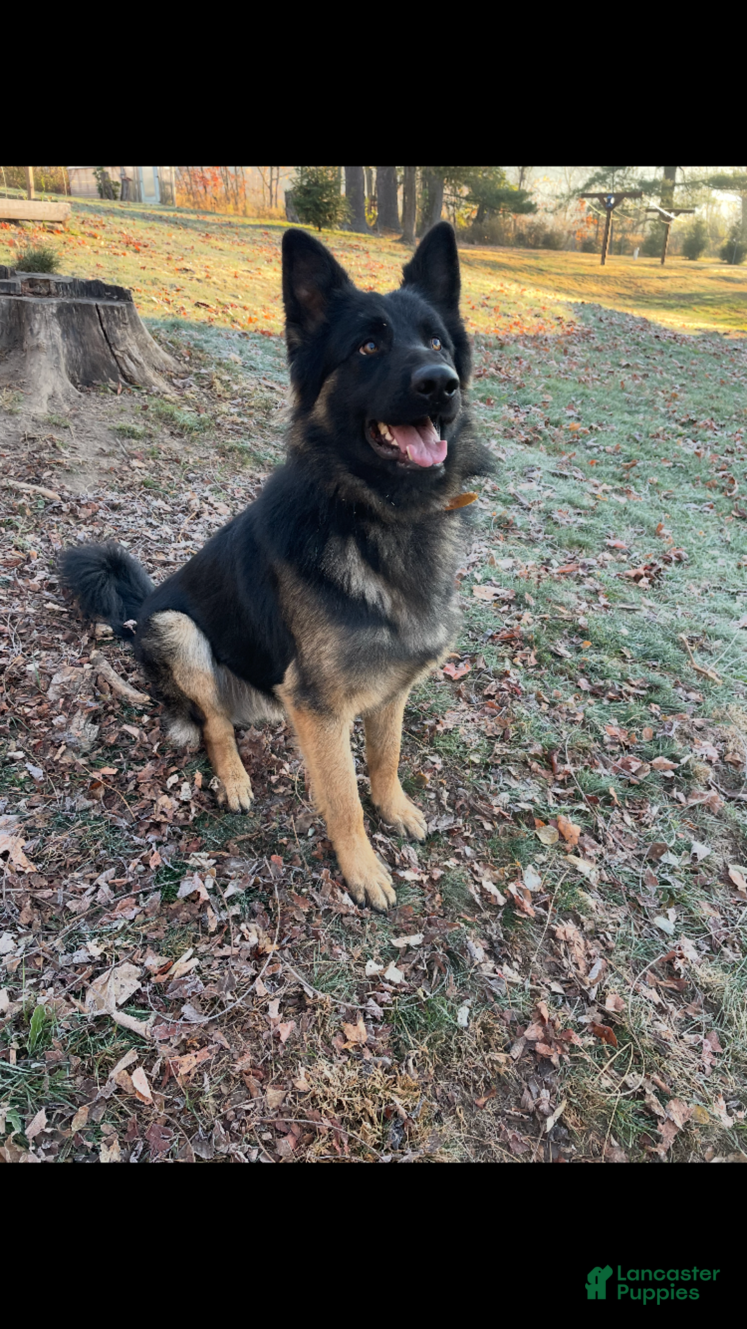 German Shepherd dogs for sale: ♥️SWEET DEZARAY ♥️ - Ad 6