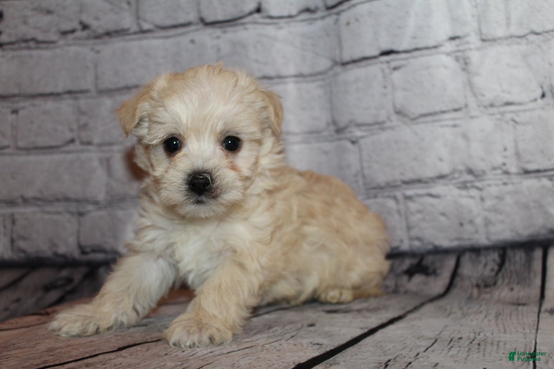 Morkie dogs for sale: Joy - Ad 5