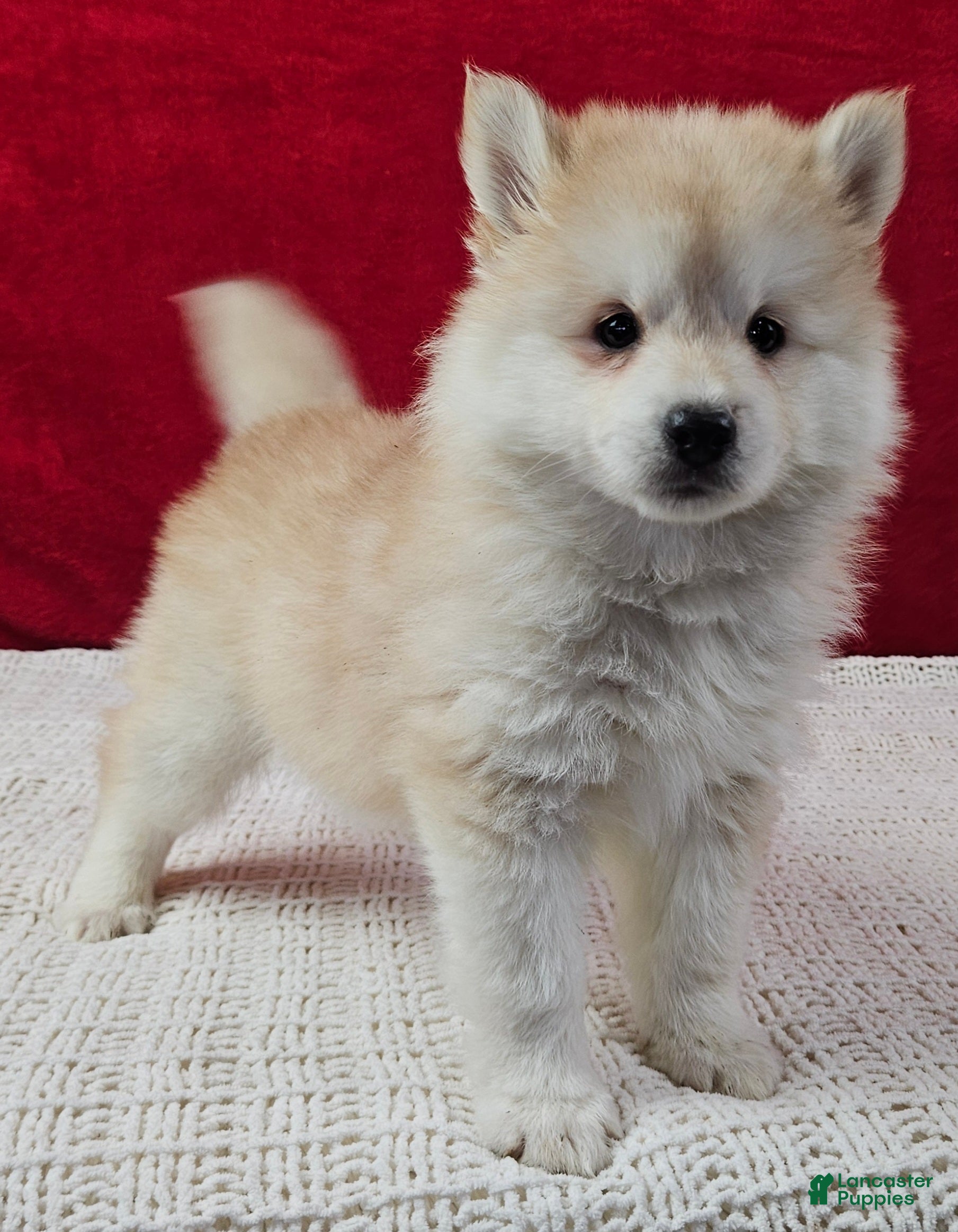 Pomsky dogs Sandy - Ad 2
