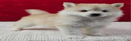 Pomsky dogs for sale: Sandy - Ad 2
