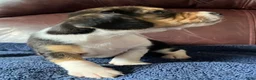 Beagle dogs for sale: Beagle 2 - Ad 22