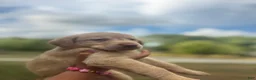 Labrador Retriever dogs for sale: Labrador Retriever 2 - Ad 4