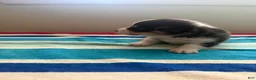 Welsh Corgi Pembroke dogs for sale: King - Ad 6