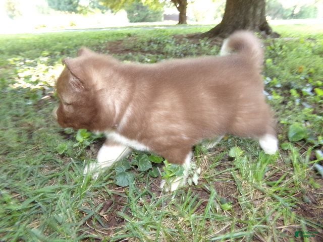 Siberian Husky dogs S7 - Ad 2